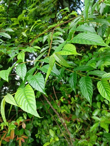 Maesopsis eminii, photograph 2