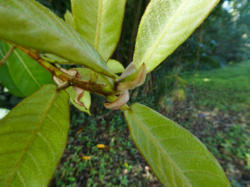 Brown-woolly fig (Ficus drupacea)