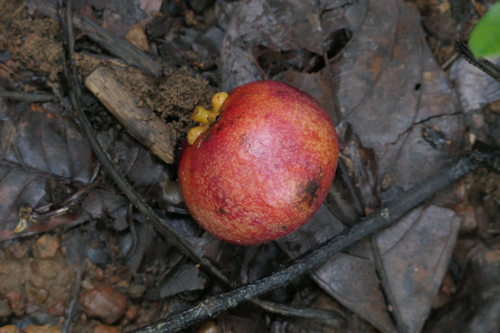 Kokum (Garcinia indica)