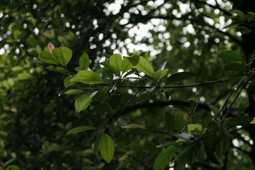 Garcinia indica