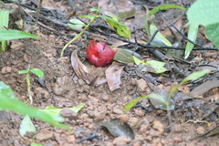 (c) Dinesh Valke, some rights reserved (CC BY-SA) Garcinia indica, photograph (c) Dinesh Valke, some rights reserved (CC BY-SA)