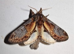 Notodonta scitipennis