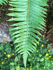 Polystichum munitum