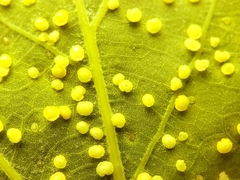 Neuroterus tantulus