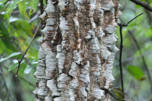 Zanthoxylum rhetsa, photograph 2