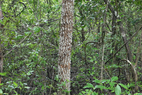 Zanthoxylum rhetsa, photograph 3