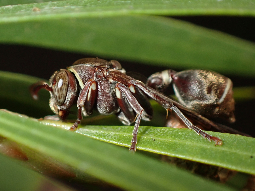 Dark-faced Brown Paper Wasp