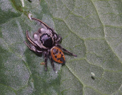 Phidippus insignarius