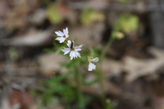 Lithophragma affine