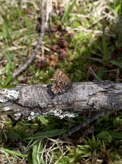 Callophrys lanoraieensis