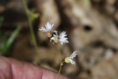 Lithophragma affine