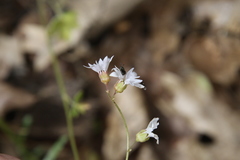 Lithophragma affine