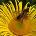 Megachile ligniseca - Photo (c) Nigel Jones, algunos derechos reservados (CC BY-NC-ND)