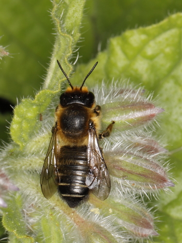 Wood-carving Leafcutter Bee