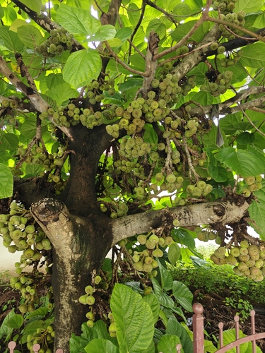 Image of Ficus auriculata by (c) Harshjeet Singh Bal, some rights reserved (CC BY)