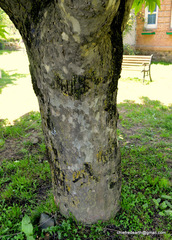 Platanus