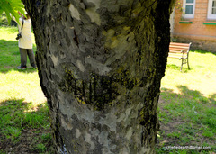 Platanus
