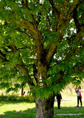 Platanus