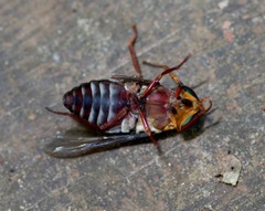 Tabanus americanus