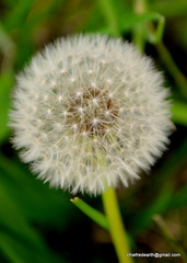 Taraxacum