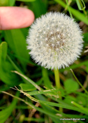 Taraxacum