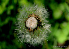 Taraxacum