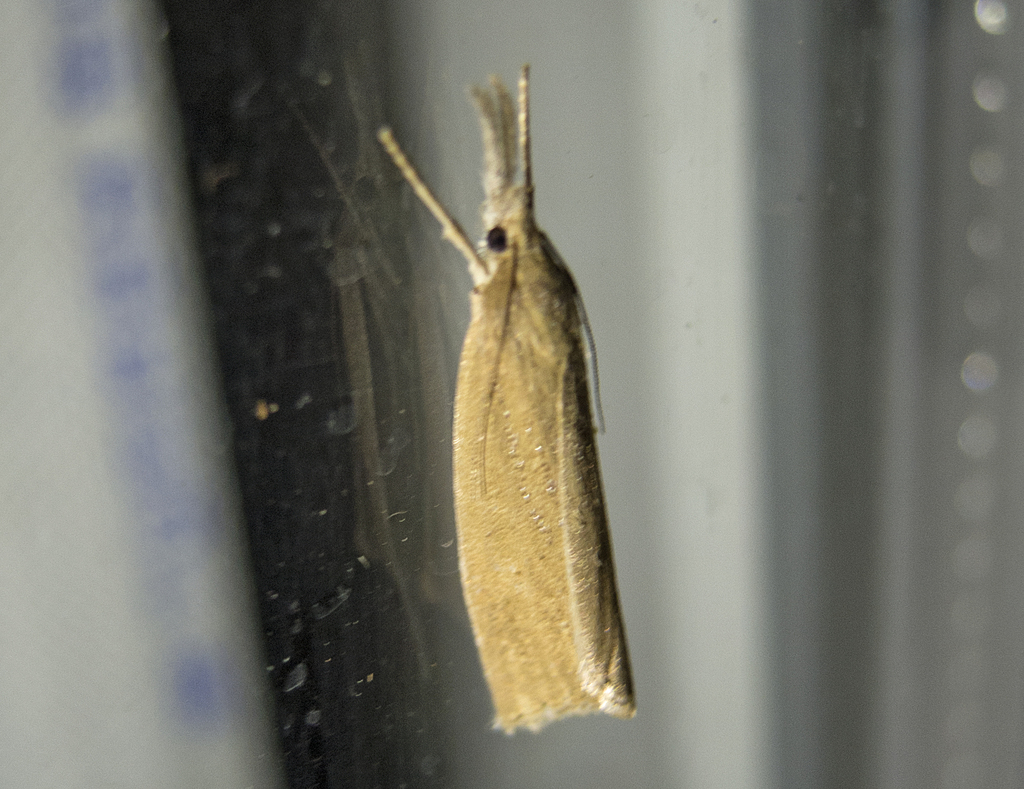 Chilo luteellus
