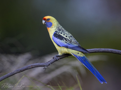 Crimson Rosella photo 2