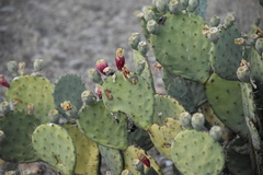 Opuntia engelmannii engelmannii