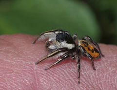 Phidippus insignarius