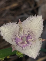 Calochortus coeruleus
