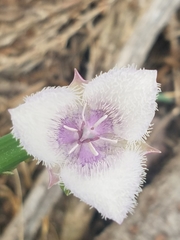 Calochortus coeruleus