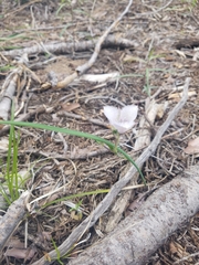 Calochortus coeruleus