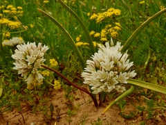 Allium brandegeei