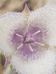 Calochortus coeruleus