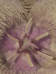 Calochortus coeruleus