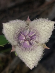 Calochortus coeruleus