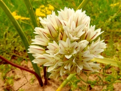 Allium brandegeei