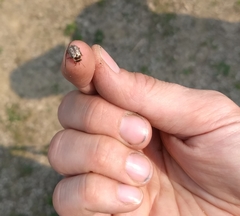 Calligrapha multipunctata