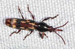 Arrhenodes minutus