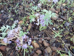 Hydrophyllum capitatum