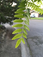 Magnoliopsida