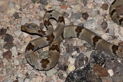 Trimorphodon vilkinsonii