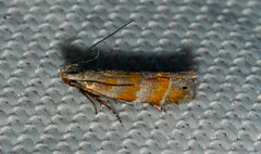 Battaristis vittella