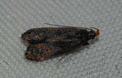 Dichomeris purpureofusca