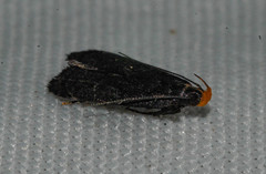 Dichomeris purpureofusca