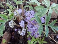 Hydrophyllum capitatum