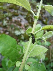 Paraphotistus impressus