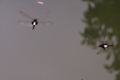 Pseudothemis zonata