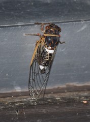 Diceroprocta cinctifera